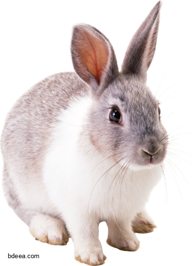 صورة ارنب رمادي عالي الدقة White and gray rabbit