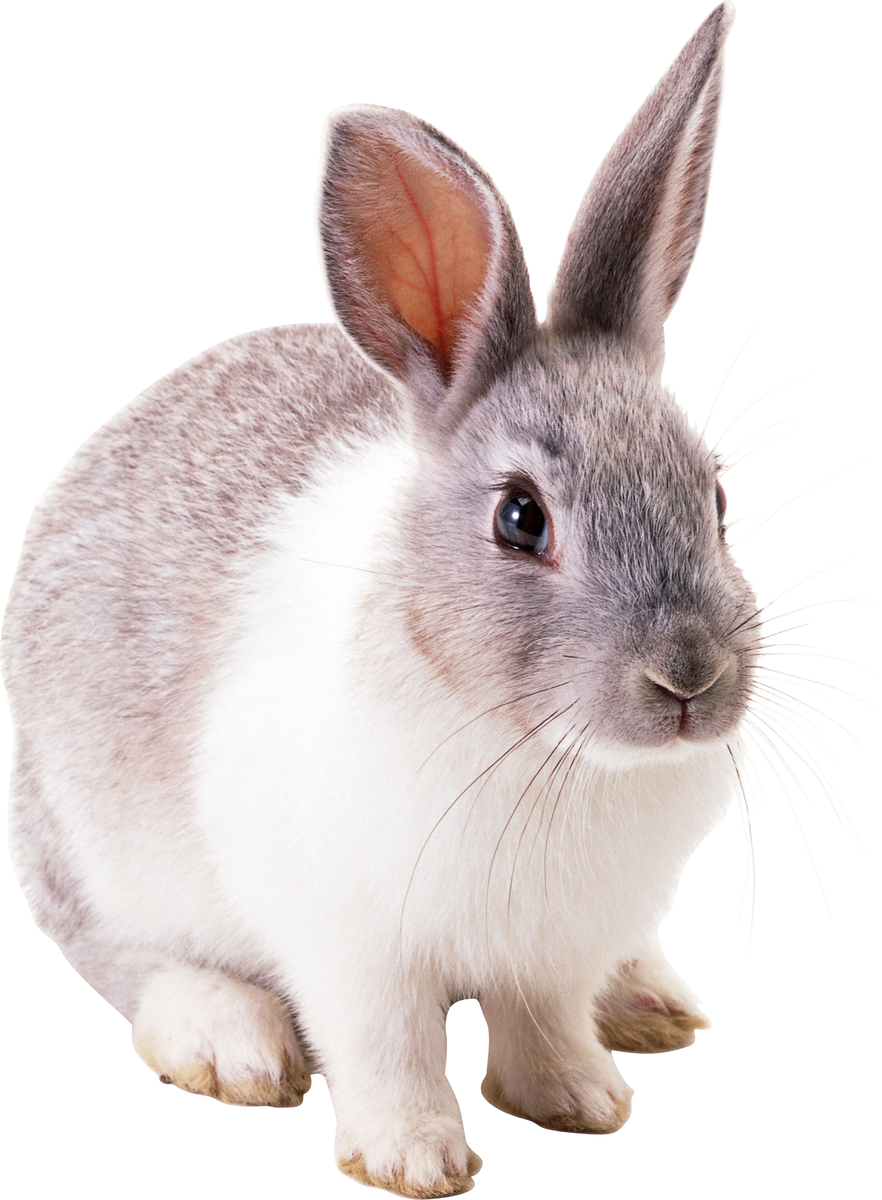 صورة ارنب رمادي عالي الدقة White and gray rabbit
