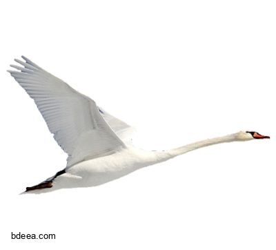 صورة طائر البجع الكبير يطير في السماء بدون خلفية Swan PNG