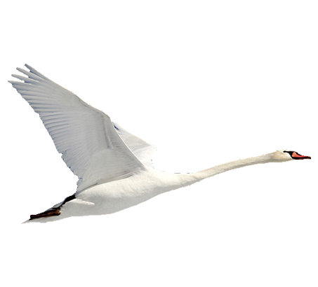 صورة طائر البجع الكبير يطير في السماء بدون خلفية Swan PNG