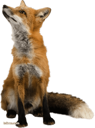 صورة ثعلب حقيقي واقف عالية الدقة حيوان الثعلب Red fox png