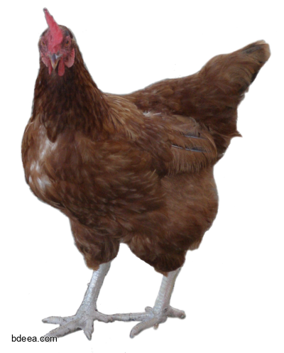 صورة ديك بني بدون خلفية صورة ديك حقيقي Rooster Brown PNG