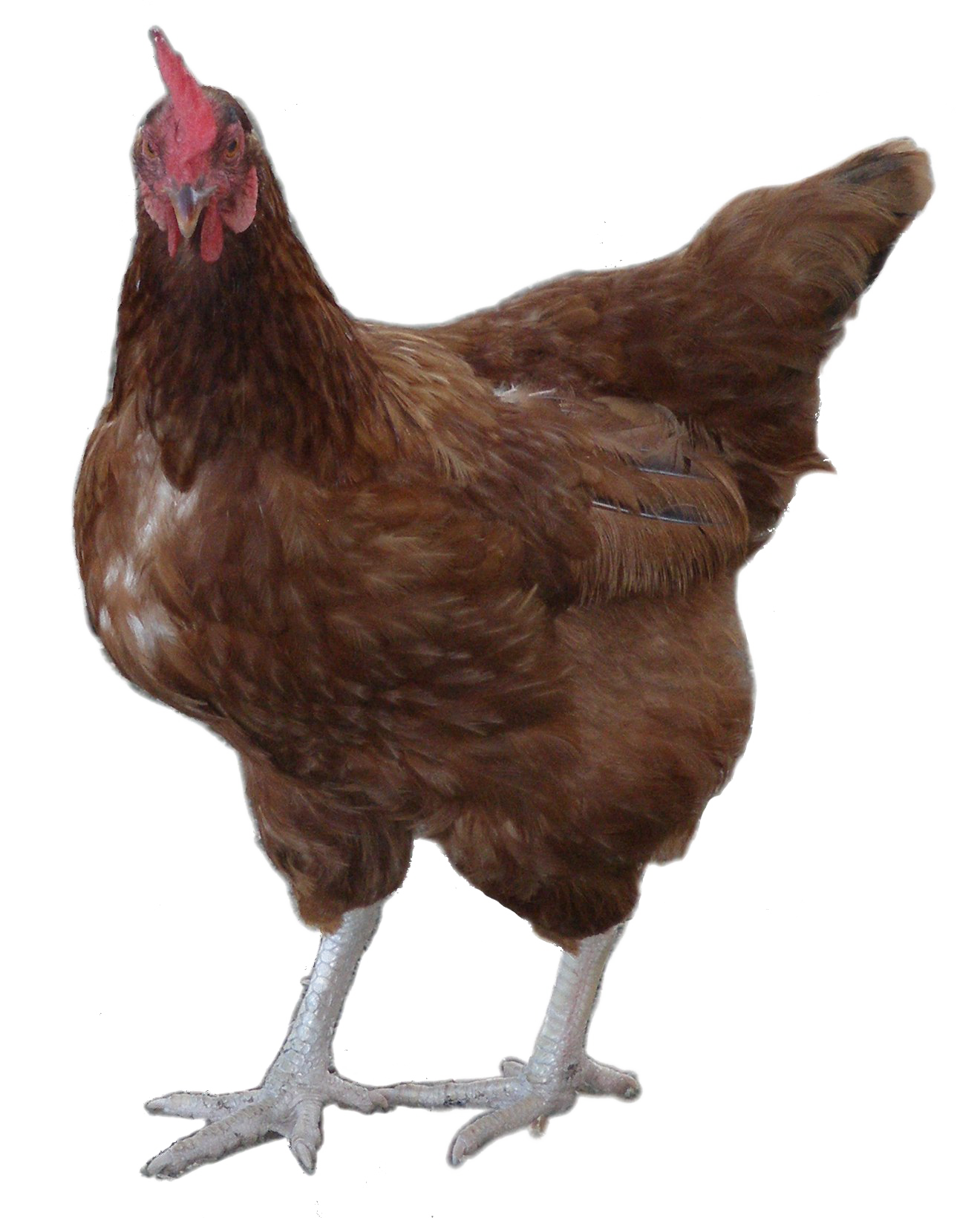 صورة ديك بني بدون خلفية صورة ديك حقيقي Rooster Brown PNG