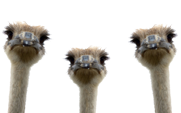 صورة رؤوس النعامة طير النعام 3 نعامات Ostrich PNG