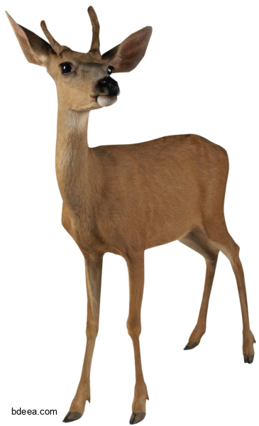 صورة غزال حيوان الغزال البري غزال حقيقي Barasingha Deer PNG