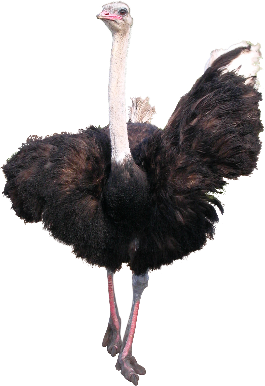 صورة نعامة طير النعام كبيرة من الامام بدون خلفية Ostrich PNG