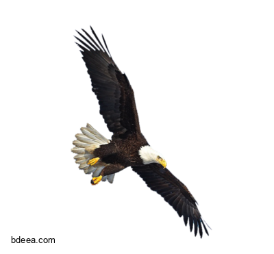 صورة نسر كبير يطير صور طائر النسر مهيب عالية الدقة Bald Eagle png