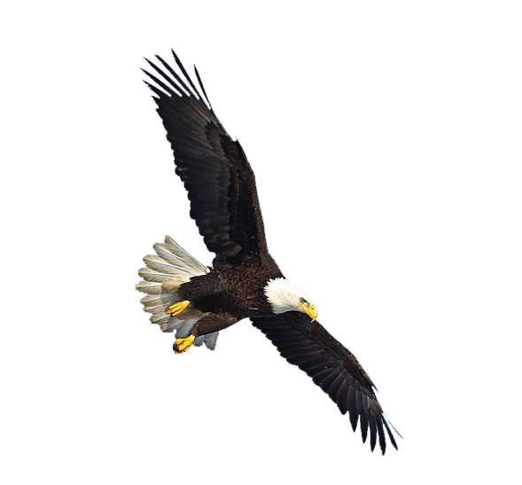 صورة نسر كبير يطير صور طائر النسر مهيب عالية الدقة Bald Eagle png