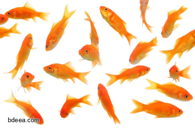 صورة جولدن فش اسماك ذهبية اسماك زينة برتقالية  Goldfish png
