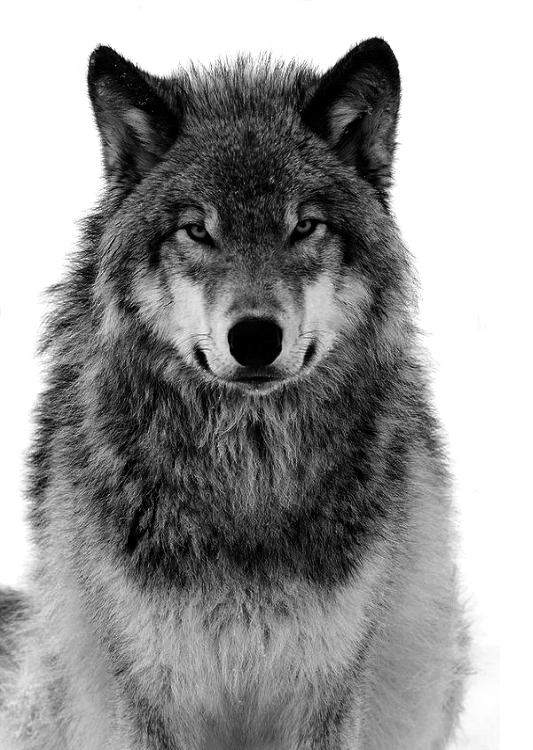 صورة حيوان ذئب حقيقي عالية الدقة wolf png
