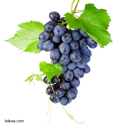 صورة قطف عنب اسود لذيذ عالية الدقة مع ورق العنب black grapes png