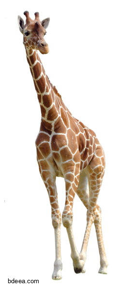 صورة زرافة عالية الدقة ضخمة بدون خلفية زرافة بنية Brown giraffe png