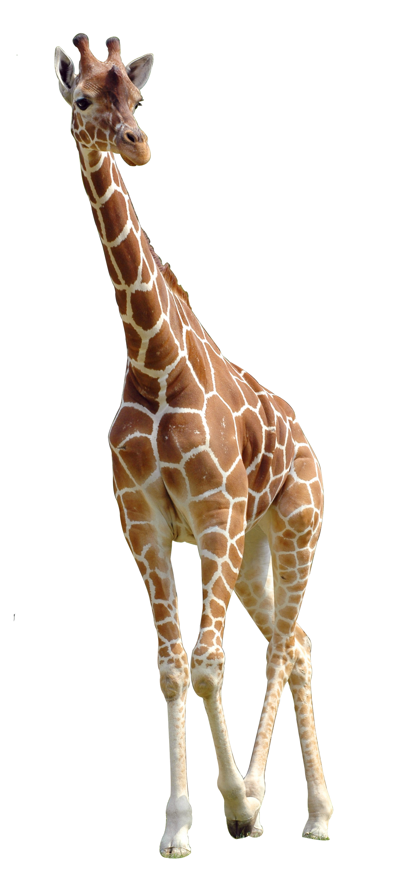 صورة زرافة عالية الدقة ضخمة بدون خلفية زرافة بنية Brown giraffe png