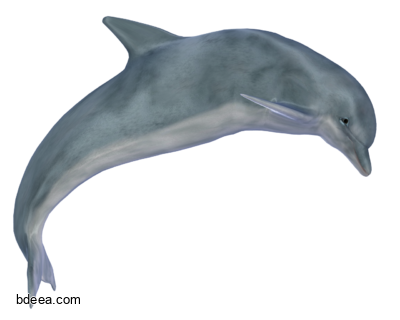 صورة سمكة الدولفين الكبيرة دلفين بحري عالية الدقة Dolphin PNG