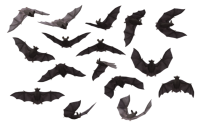 صورة خفافيش حقيقية تطير عالية الدقة Bats Animal PNG
