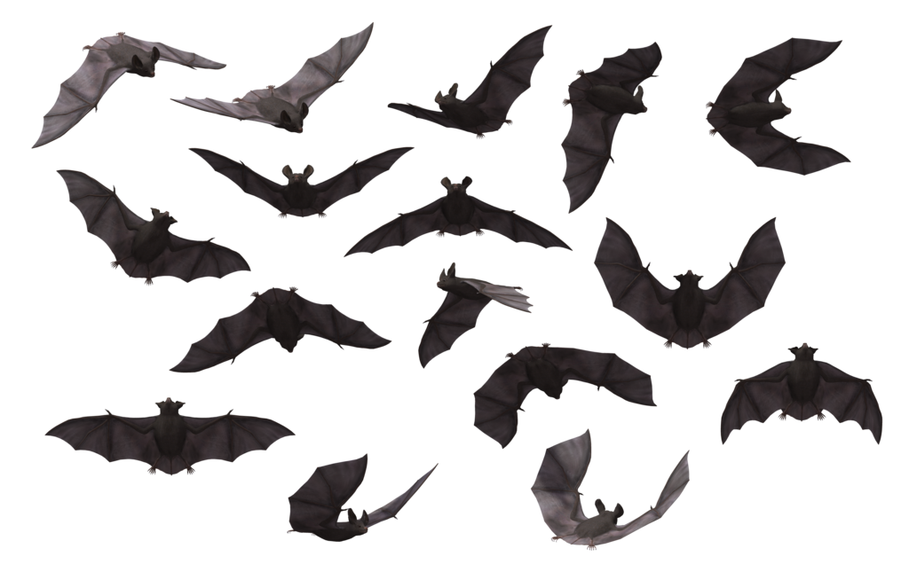 صورة خفافيش حقيقية تطير عالية الدقة Bats Animal PNG