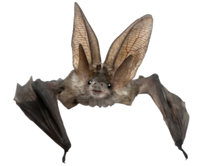 صورة حيوان خفاش حقيقي مفرغ عالي الدقة Bat Animal PNG
