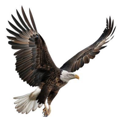 صور طائر نسر يطير عالي الدقة Bald Eagle Flaying png