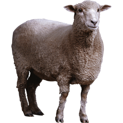 صورة خروف كبير حقيقي ابيض خروف العيد Real Sheep PNG