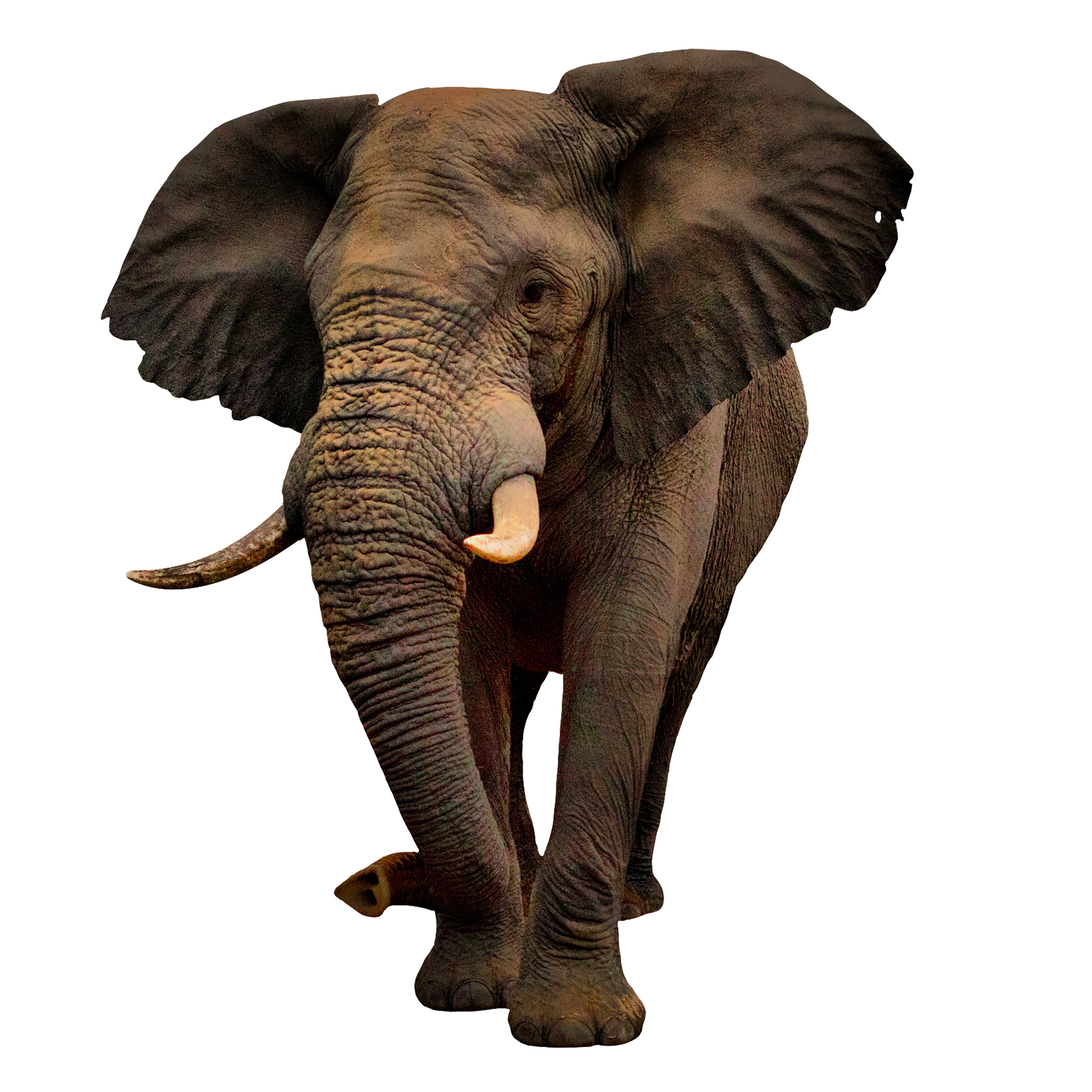 صورة فيل ضخم حقيقي من الامام African Elephant PNG