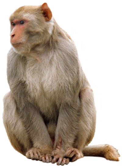 صورة قرد جالس بدون خلفية مفرغ للتصميم Monkey PNG