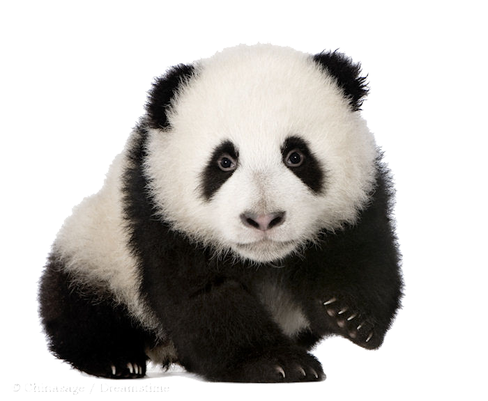 صورة دب باندا حقيقي بيبي بندا صغير عالية الدقة Panda PNG