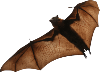 صورة خفاش اسود حقيقي حيوان الخفاش عالي الدقة Black Bat PNG