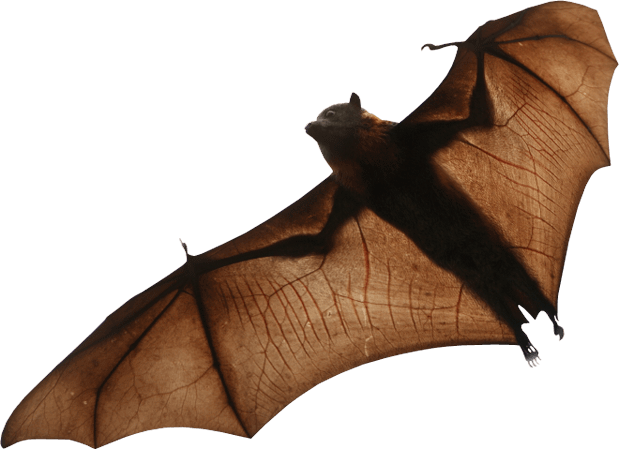صورة خفاش اسود حقيقي حيوان الخفاش عالي الدقة Black Bat PNG
