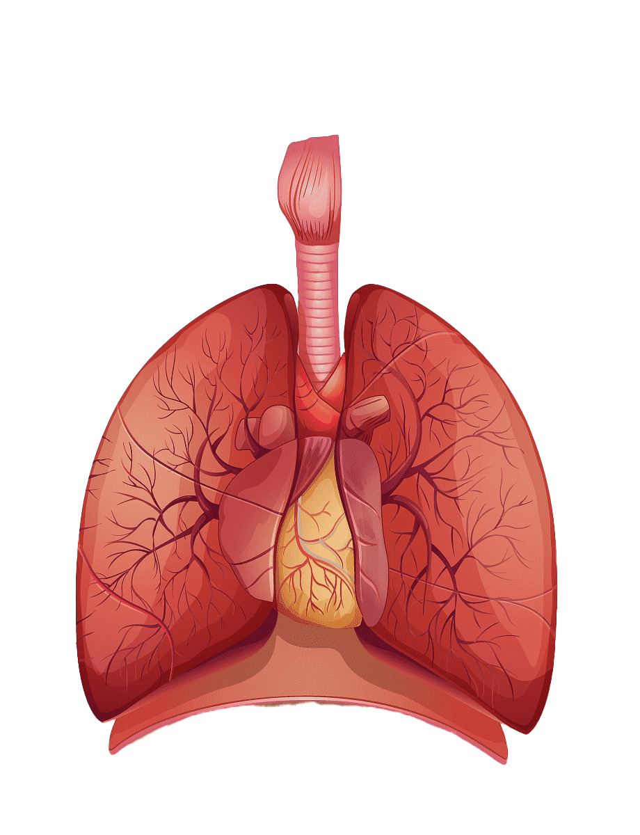 ايقونة فيكتور شكل رئتين انسان لون احمر ثري دي بدون خلفية Lungs PNG