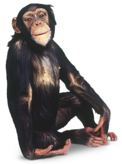 صورة قرد حقيقي بدون خلفية قرد الغابة حيوان اليف Monkey PNG