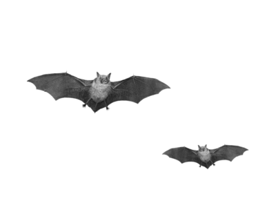صورة خفافيش حقيقية تطير مفرغ عالي الدقة Bats Animal PNG