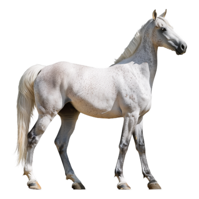 صور حصان كبير لون ابيض حقيقي عالي الدقة Beautiful White Arabian Horse PNG
