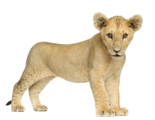 صورة شبل الاسد صغير عالية الدقة Baby Lion Front PNG