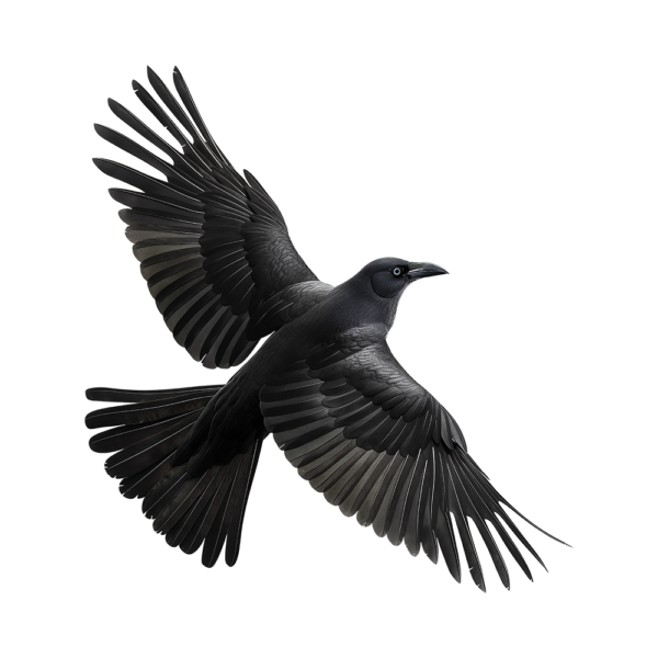 صورة غراب اسود يطير عالية الدقة Black Raven Flying PNG