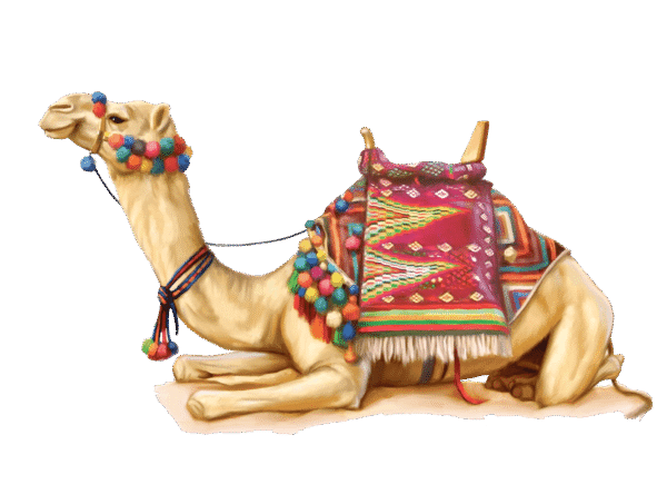 صورة جمل جالس على الارض بدون خلفية Camel PNG