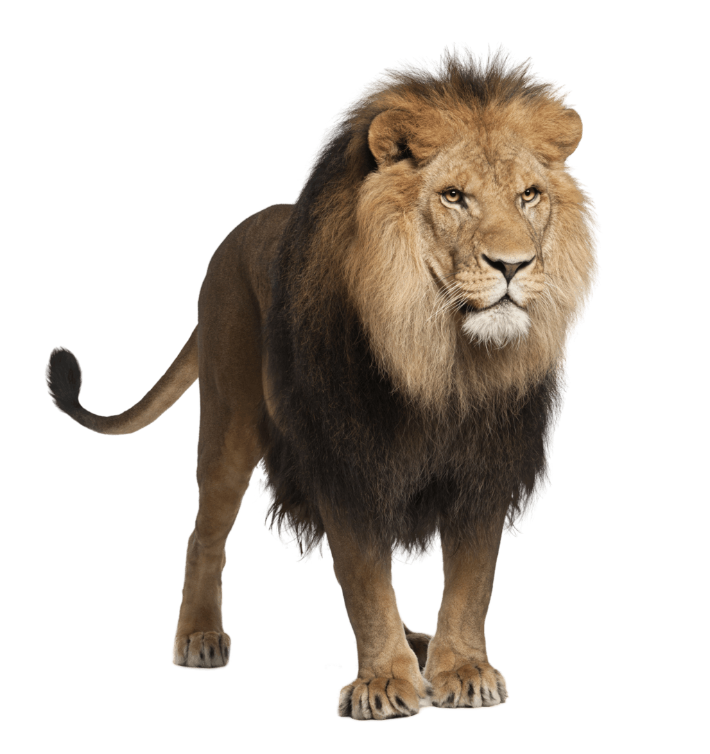 صورة اسد حقيقي واقف عالية الدقة بدون خلفية Standing Lion transparent PNG