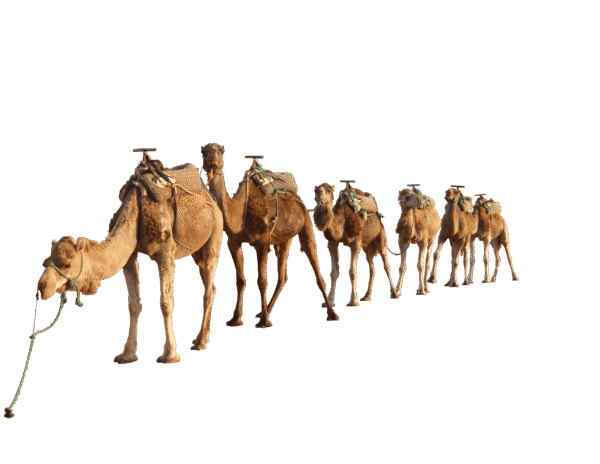 صورة قافلة جمال في الصحراء بدون خلفية Camels PNG