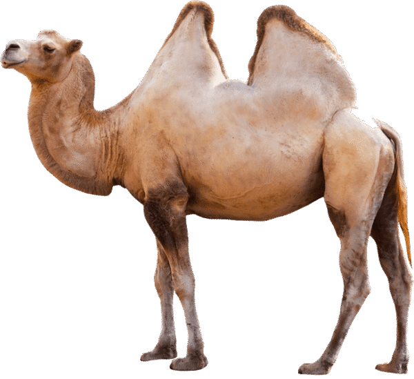 صورة جمل حقيقي بدون خلفية جمل سنامين كبير Camel PNG