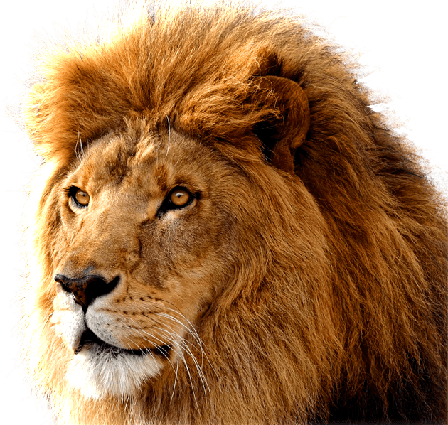 صورة رأس اسد عالية الدقة بدون خلفية Lion Large Head transparent PNG