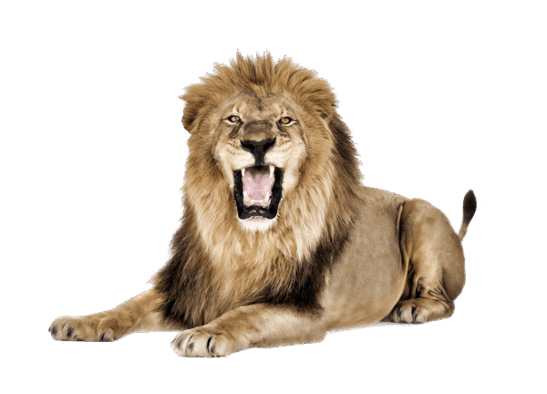 صورة اسد مفترس جالس عالية الدقة Lion transparent PNG