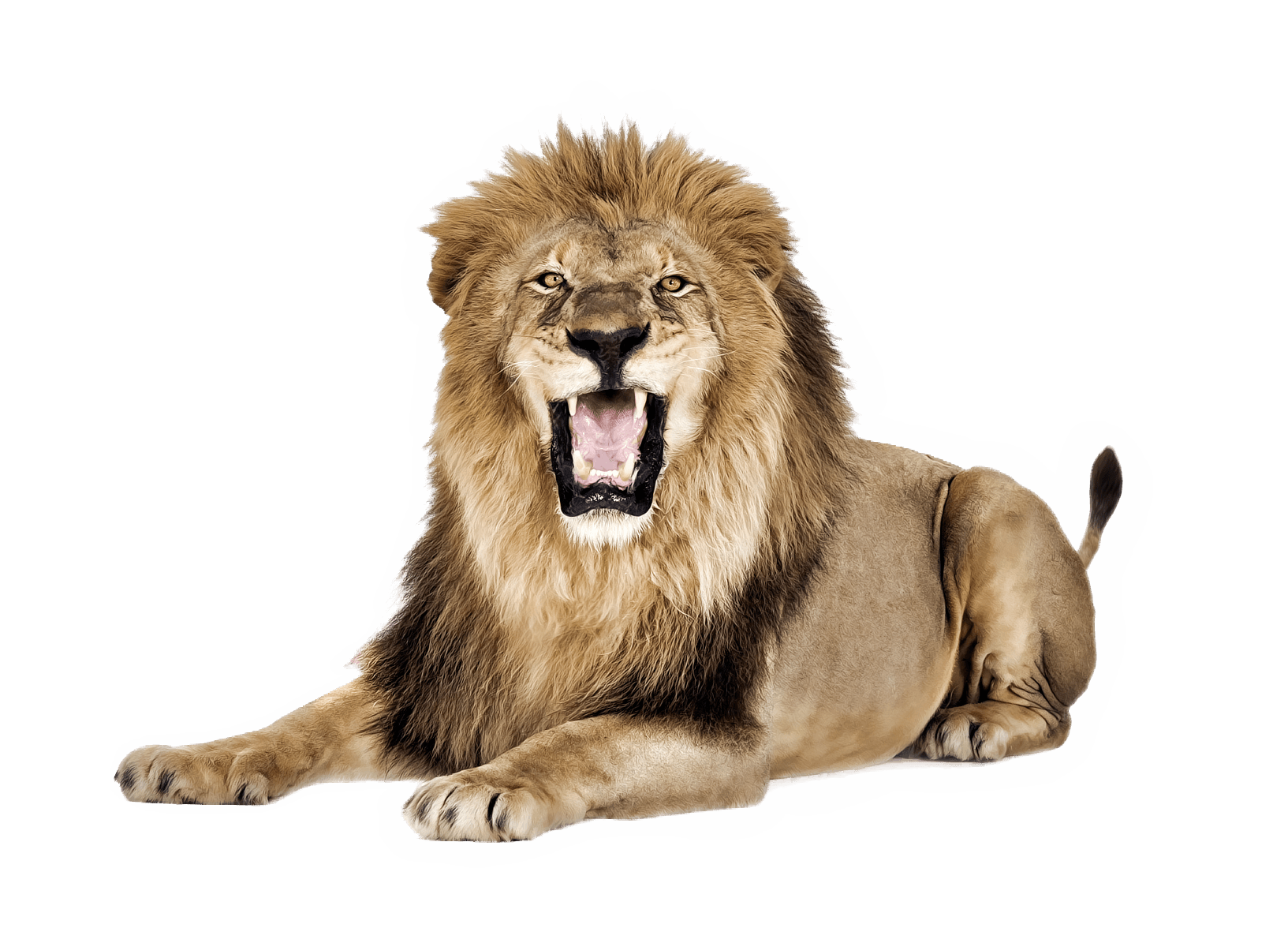 صورة اسد مفترس جالس عالية الدقة Lion transparent PNG